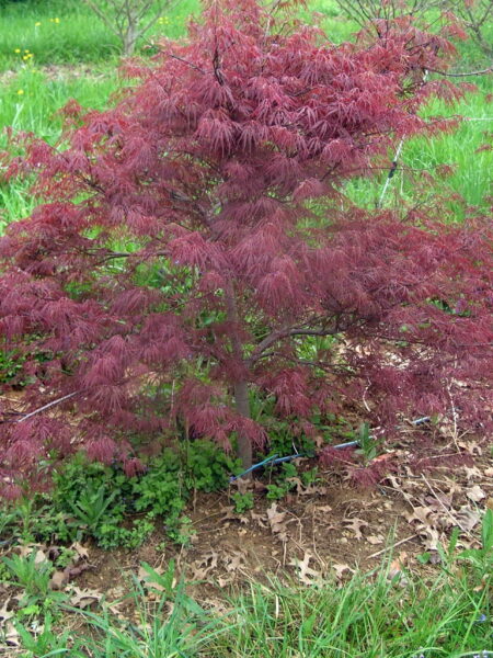 Acer palmatum 'Inaba Shidare' - Japanese Maple