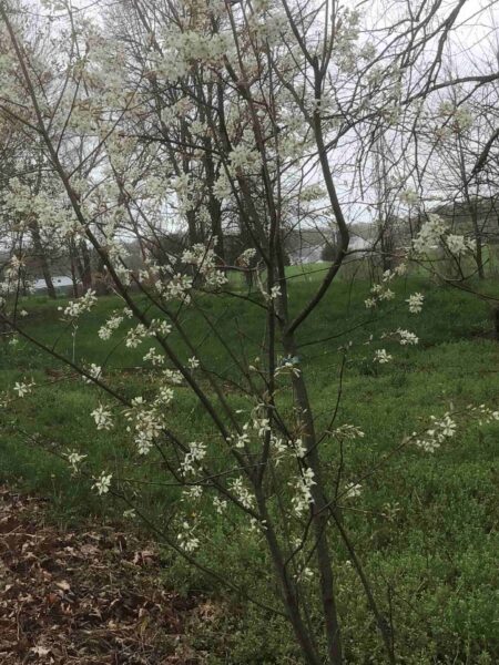 Amelanchier x grandiflora  'Autumn Brilliance'