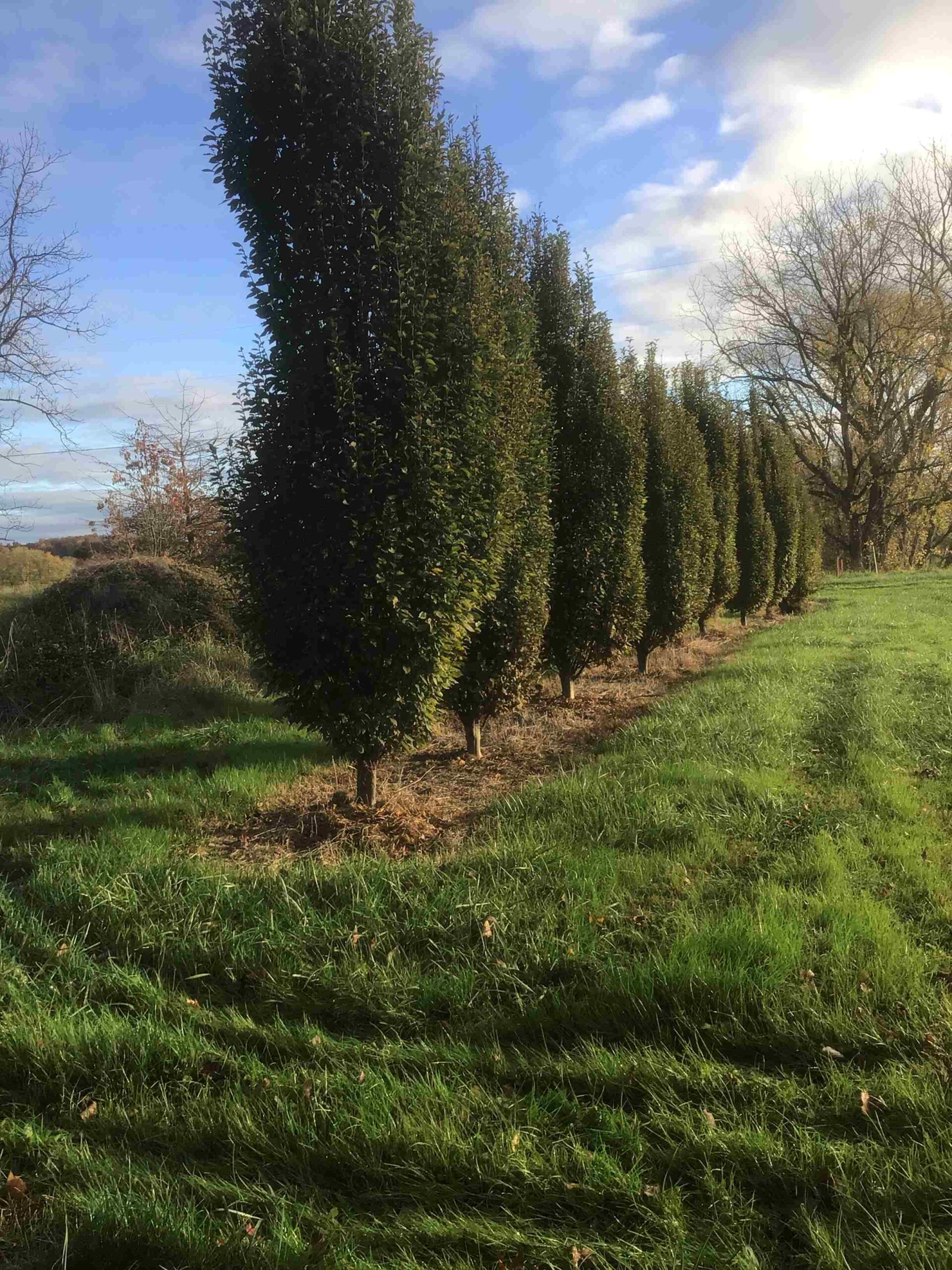 Carpinus Betulus Fastigiata European Hornbeam Ryan Nursery