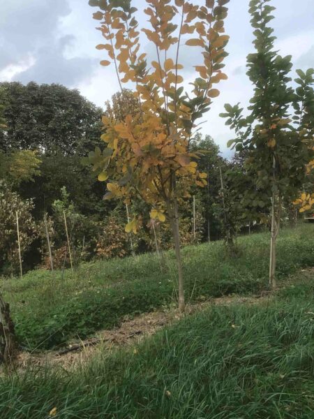 Cotinus obovatus - American Smoke Tree