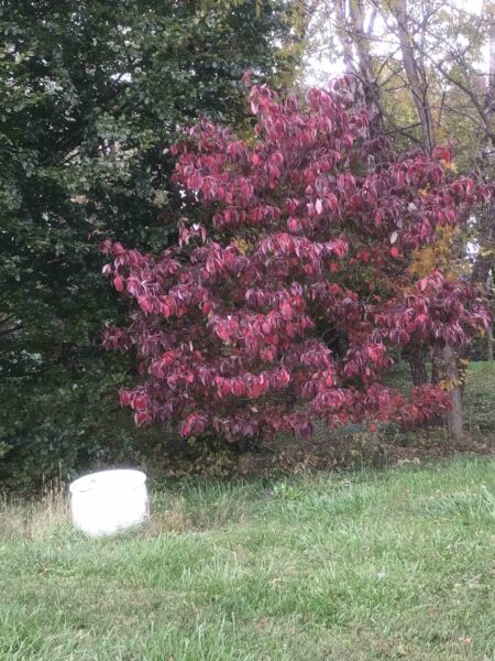 Cornus florida 'Appalachian Spring'