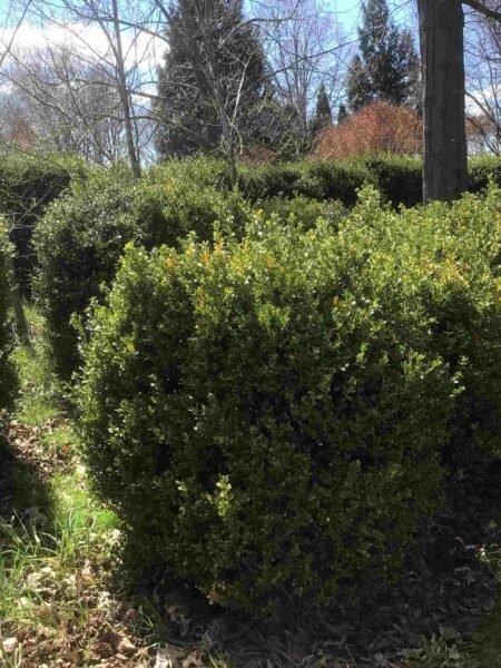 Buxus microphylla 'Green Beauty' (Boxwood)