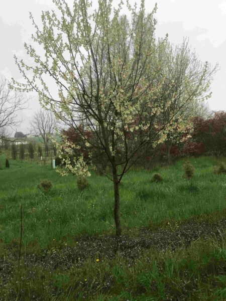 Halesia tetraptera 'Carolina Silver Bell'