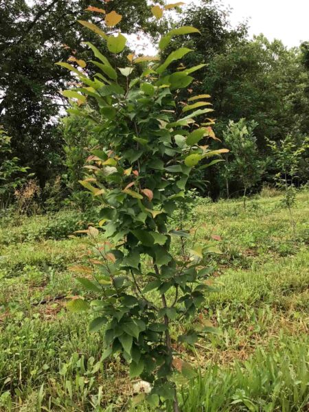 Carpinus caroliniana  'Wisconsin Red' - American hornbeam