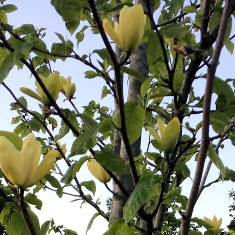 A springtime tree blooming with bright yellow flowers, showcasing the season's vibrant colors.