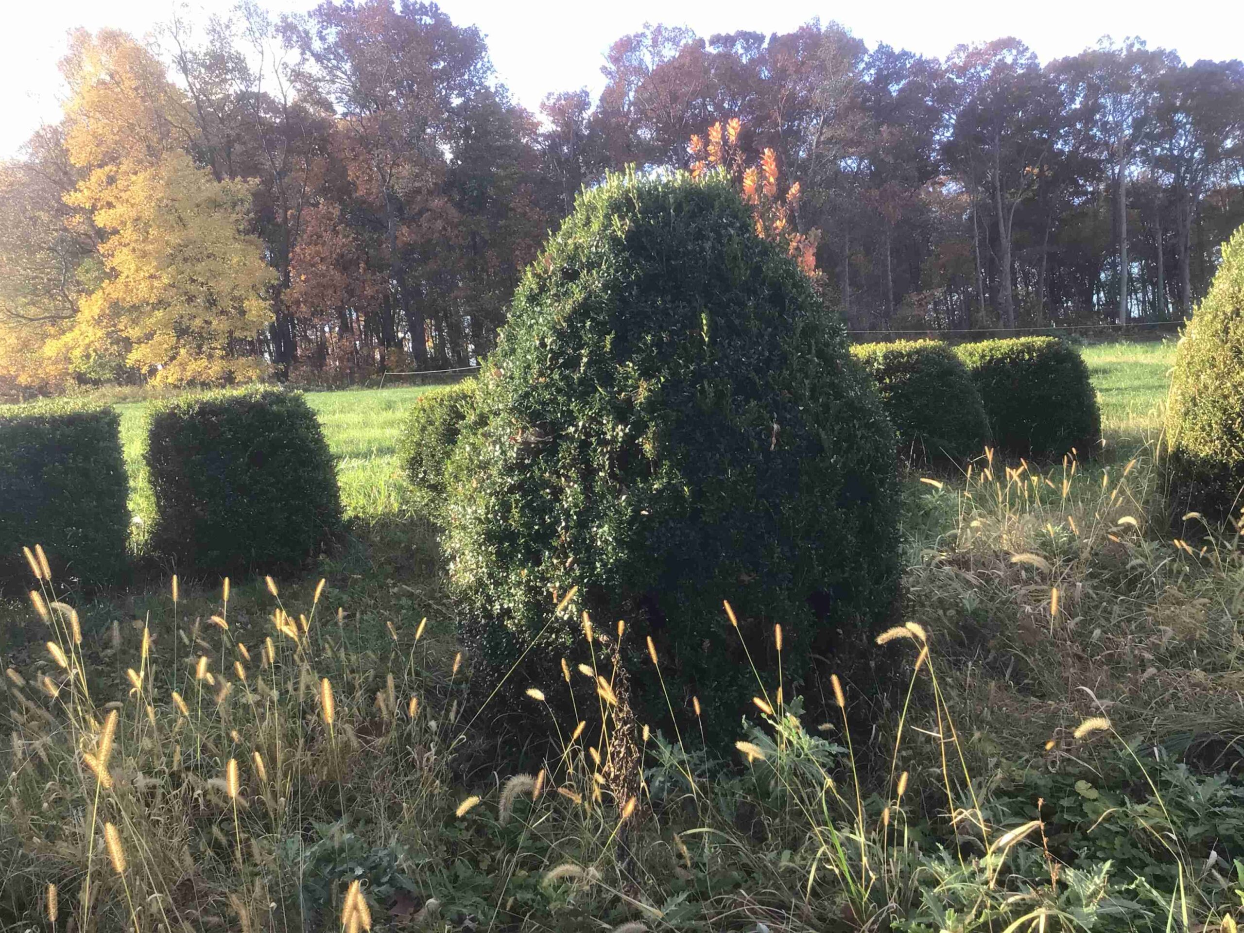 Buxus microphylla ‘Green Mountain’ (Boxwood)