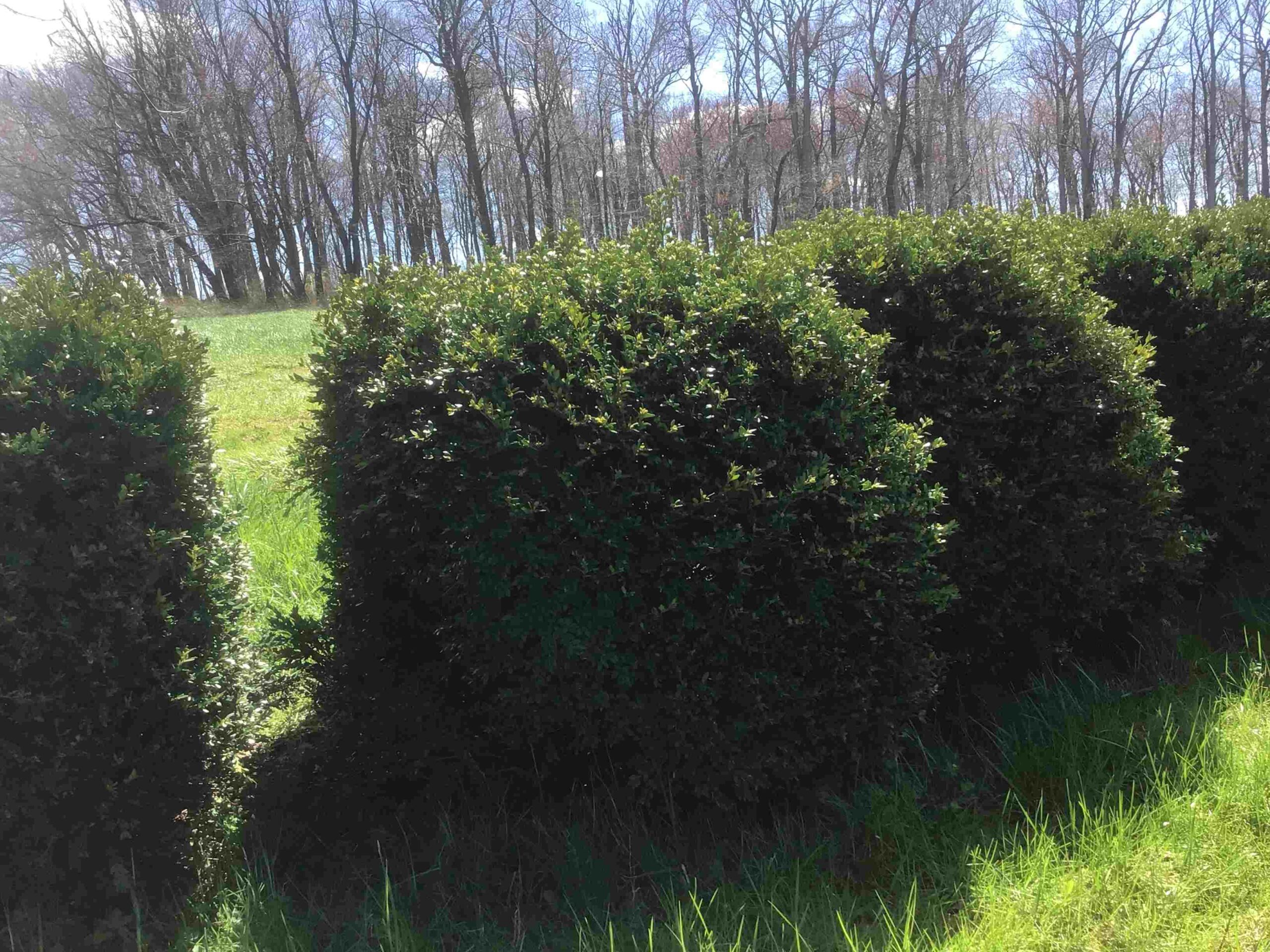 Buxus microphylla ‘Green Velvet’ (Boxwood)