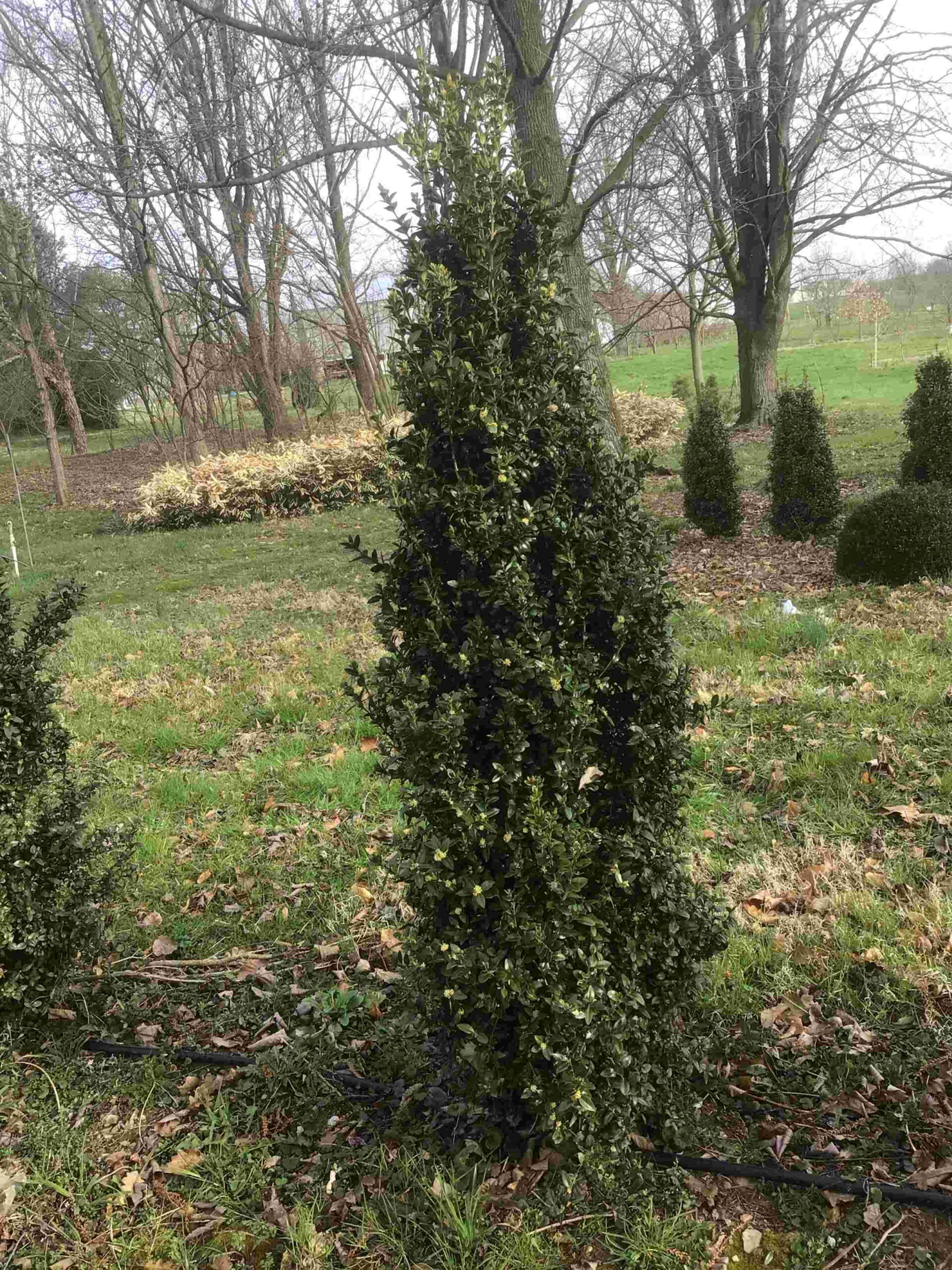Buxus sempervirens ‘Dee Runk’ (Boxwood)