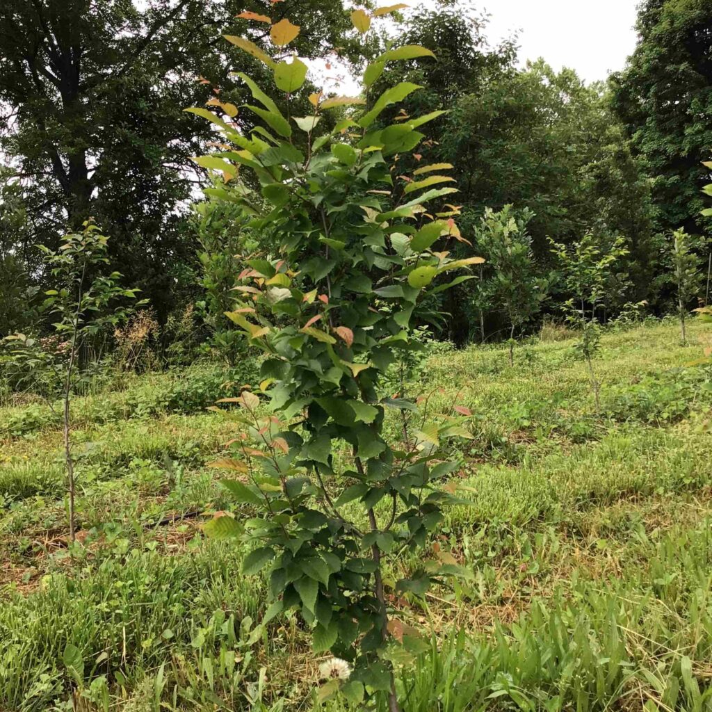 Carpinus caroliniana Wisconsin Red – American hornbeam