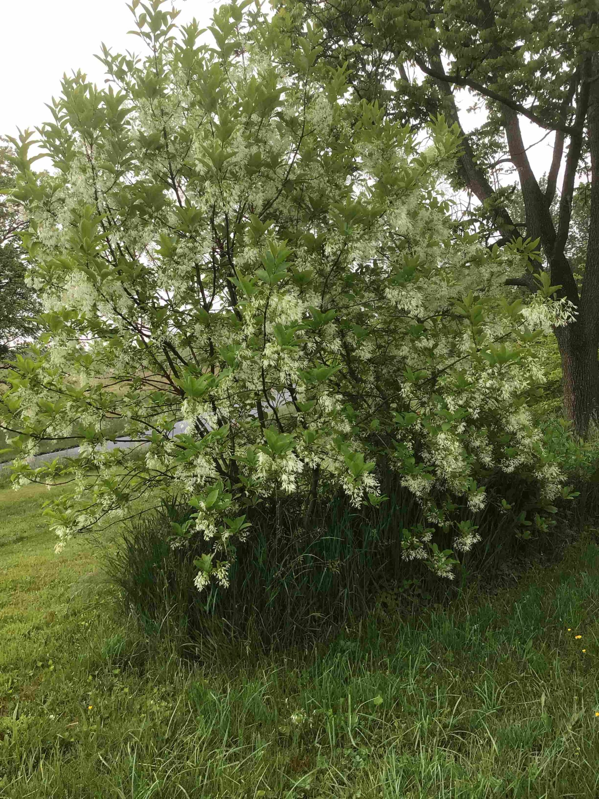 Chionanthus virginicus – White Fringe Tree