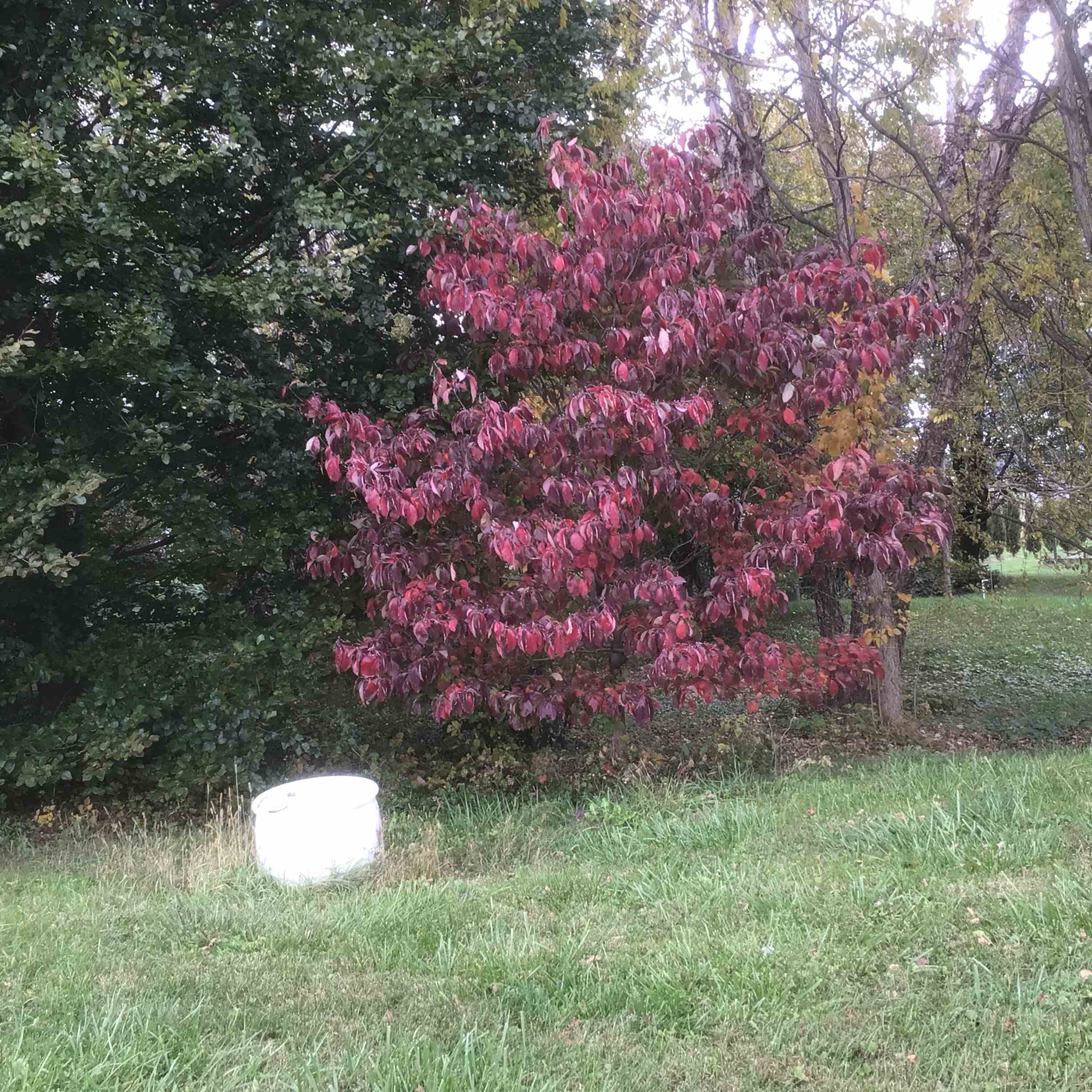 Cornus florida ‘Appalachian Spring’