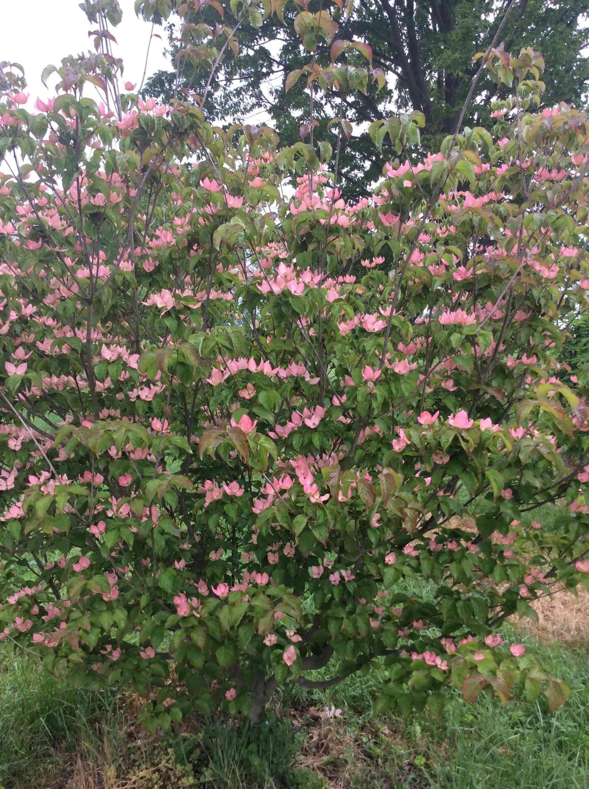 Cornus kousa x nuttalii ‘Rosy Teacups’