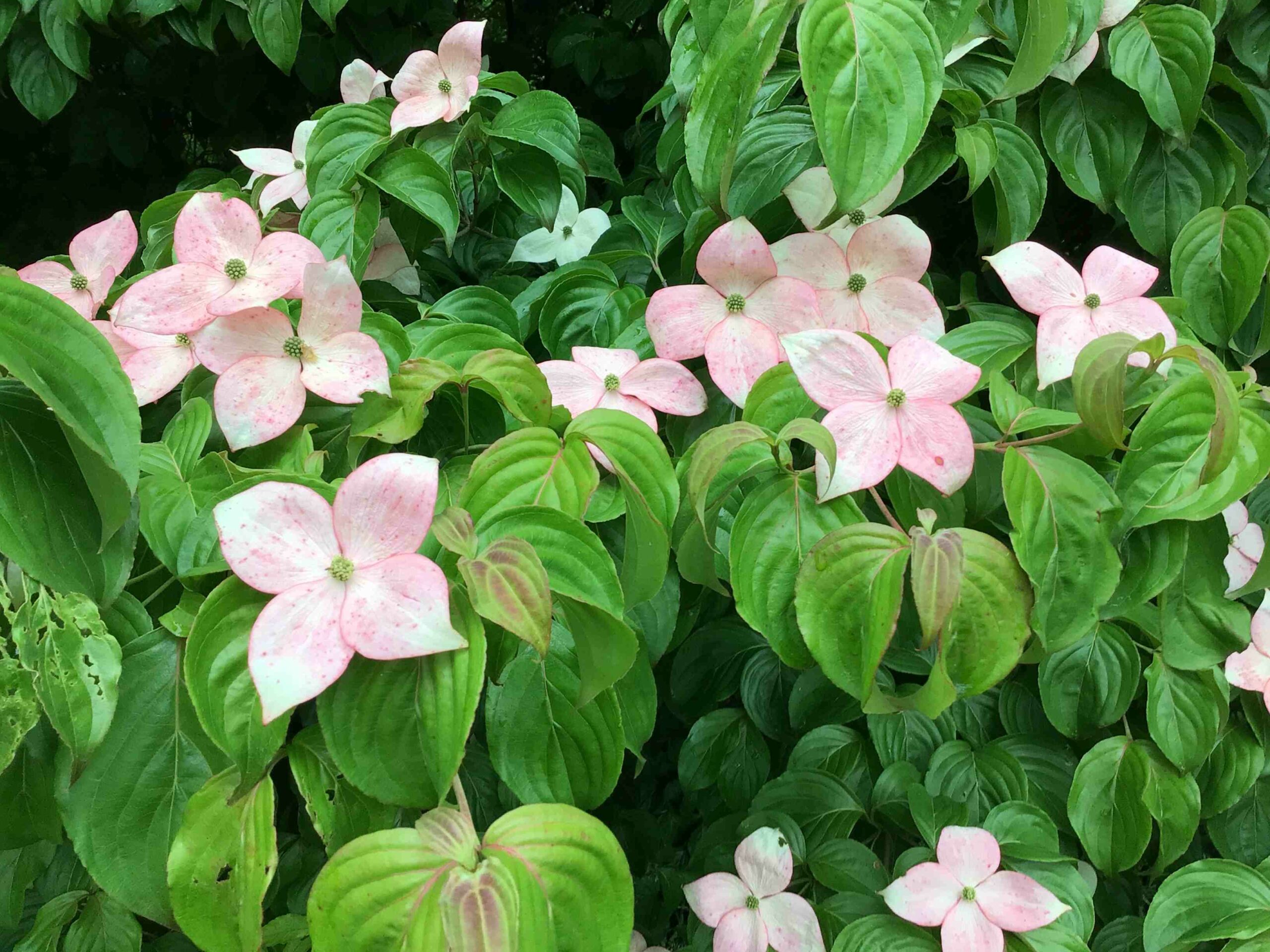 Cornus kousa ‘Satomi’ – Kousa Dogwood