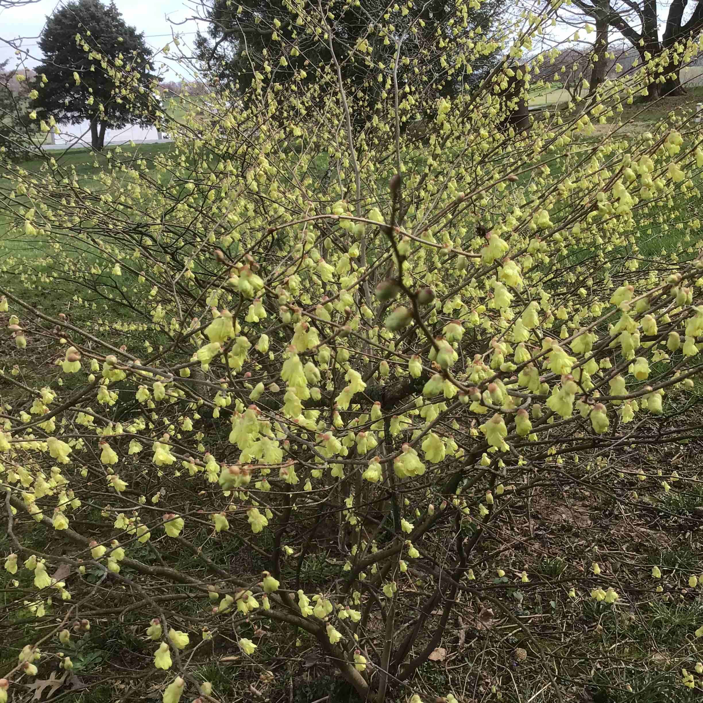 Corylopsis pauciflora – Buttercup Winterhazel