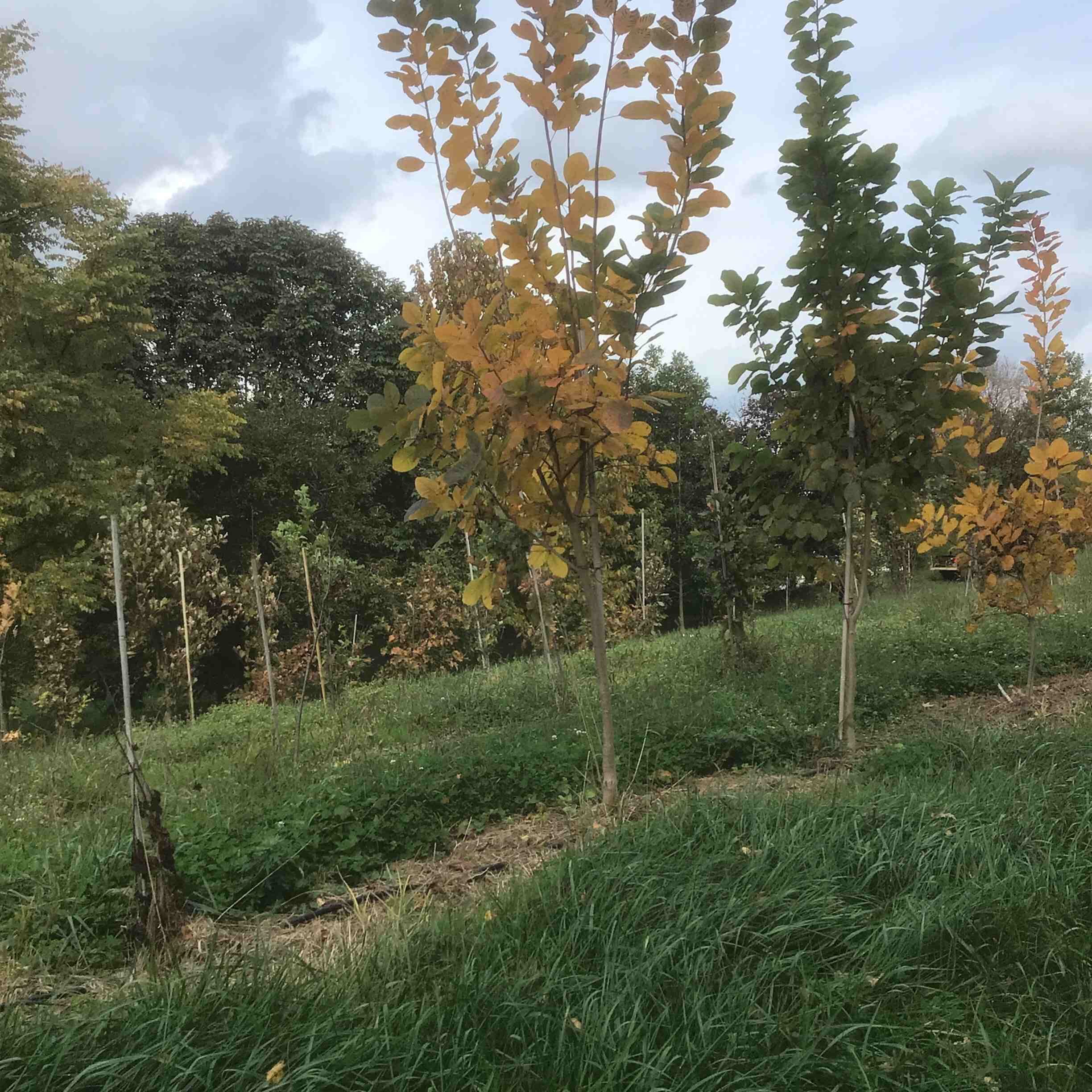 Cotinus obovatus – American Smoke Tree