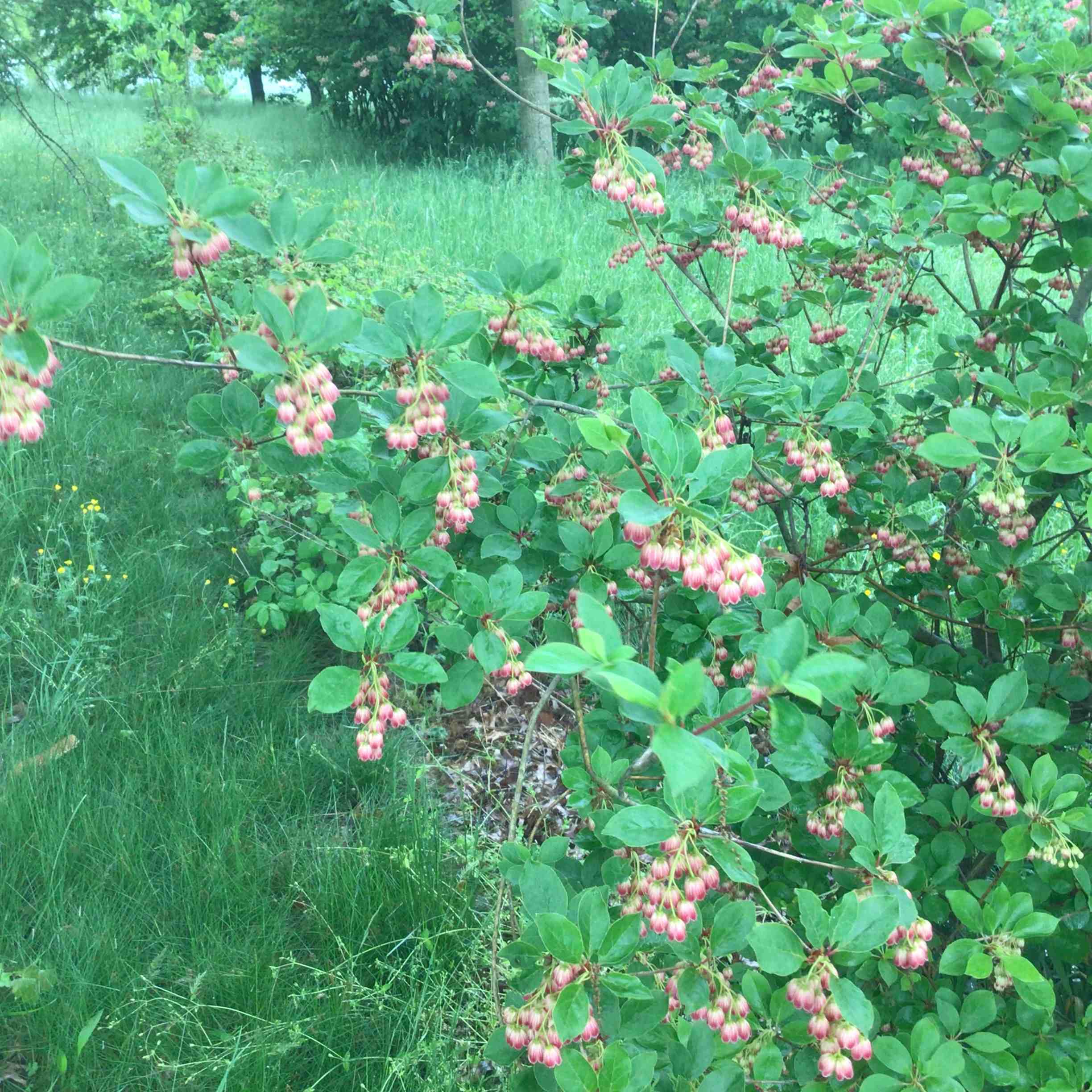Enkianthus campanulatus – Redvein Enkianthus