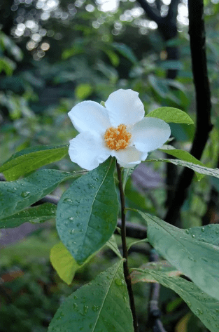 Franklinia alatamaha