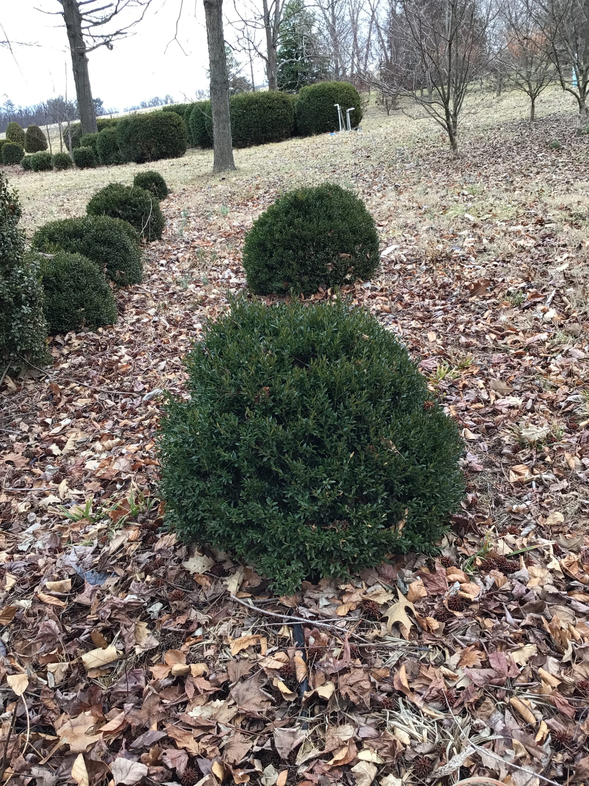 Buxus Microphylla ‘Grace Hendrick Phillips’ (Boxwood)