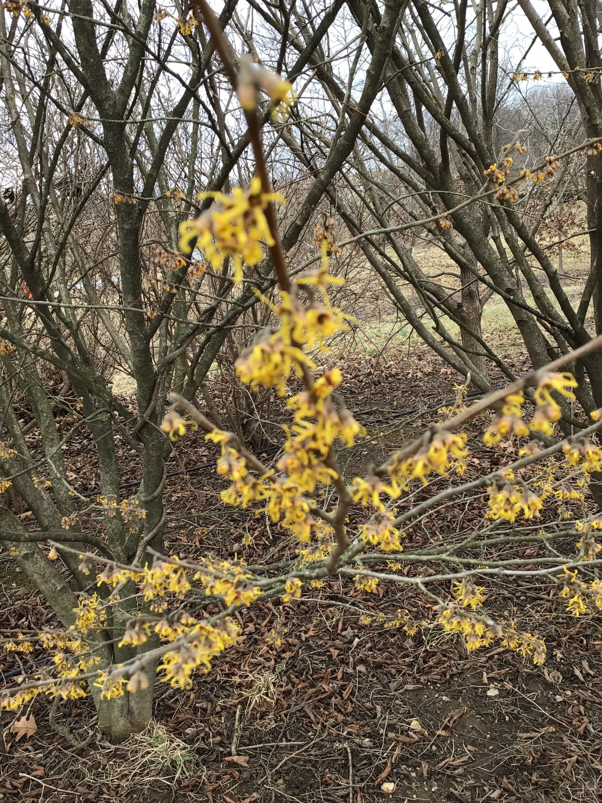Hamamelis Vernalis ‘Sandra’ – Witchhazel