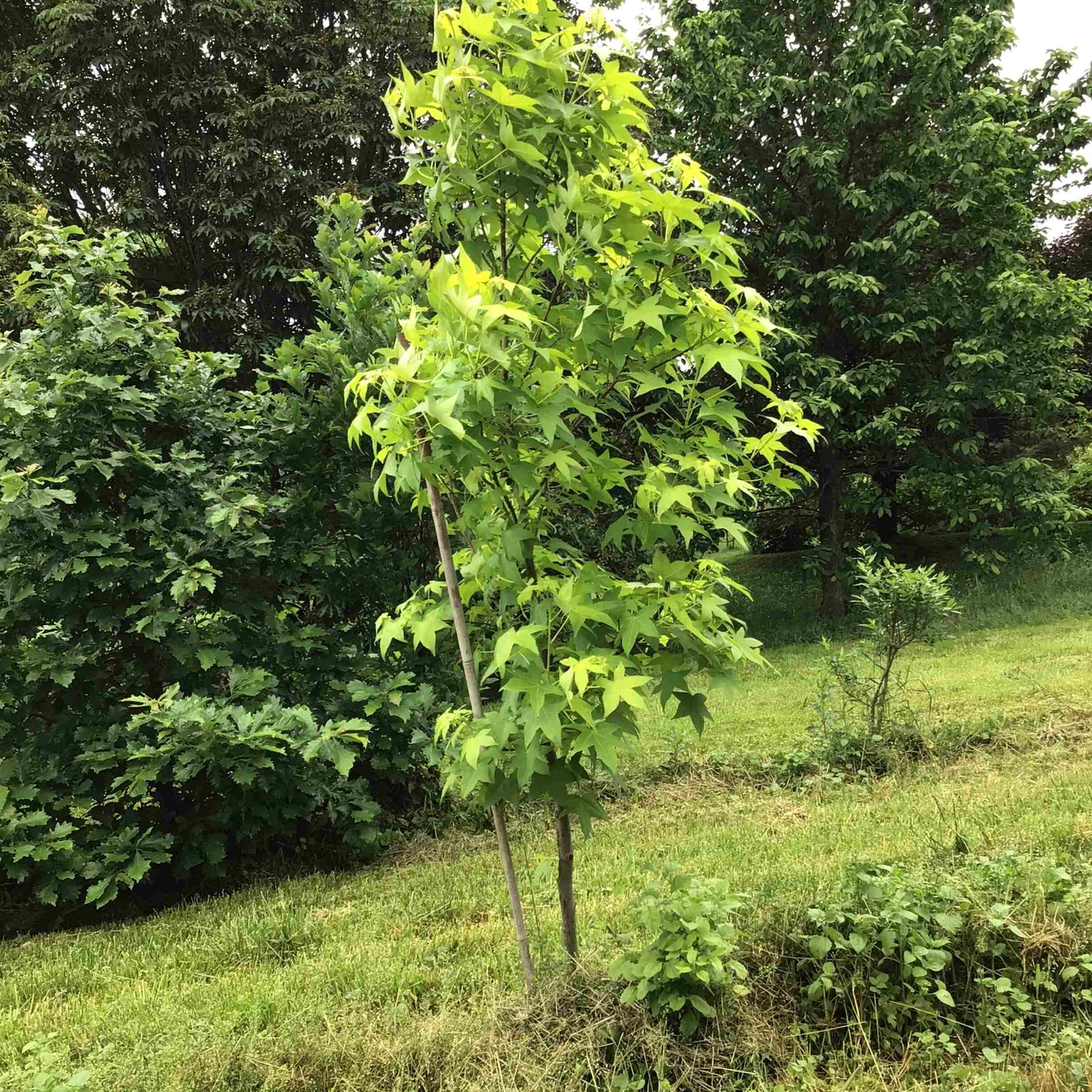 Liquidambar styraciflua ‘Gold Beacon’ – Sweetgum