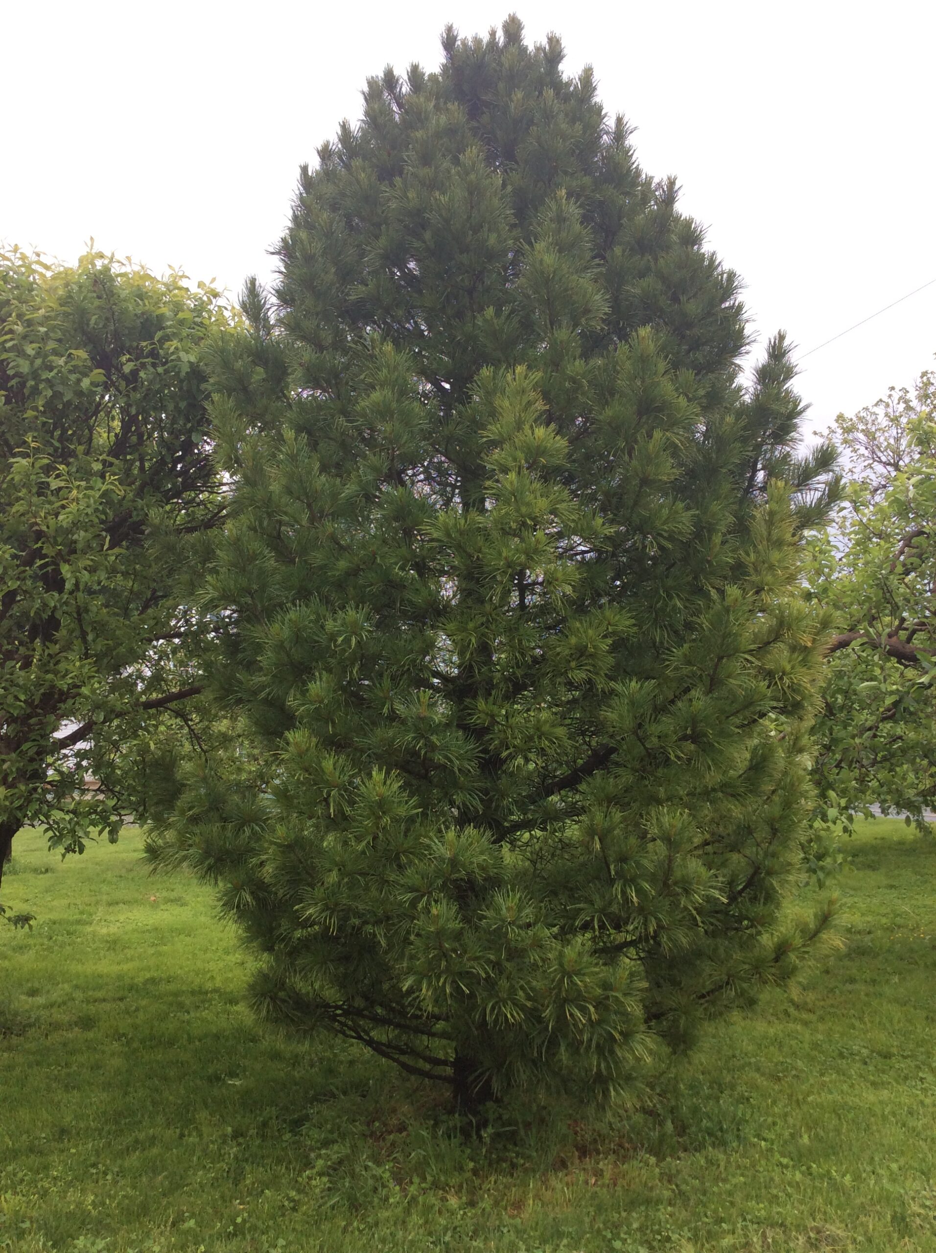 Pinus cembra – Swiss Stone Pine