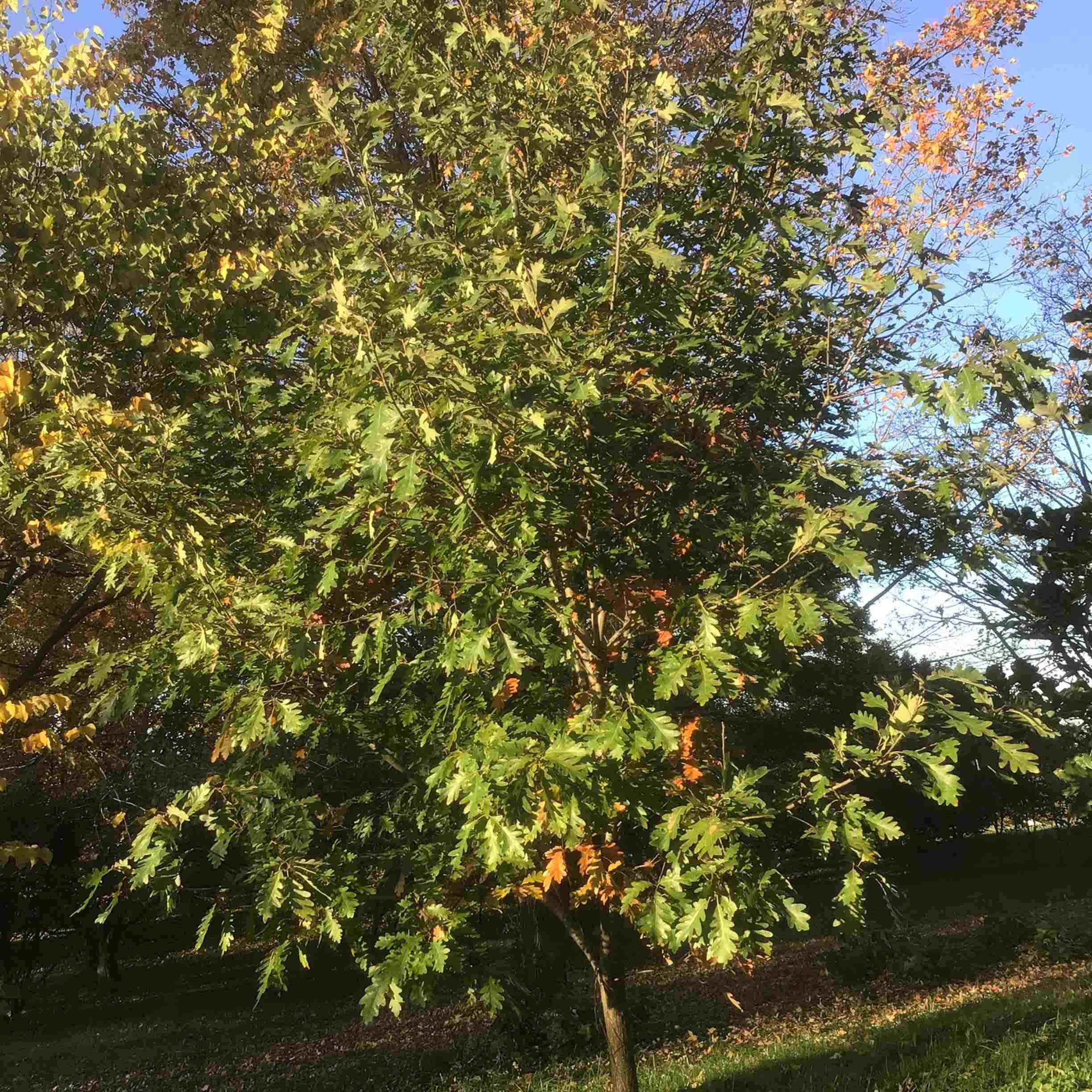 Quercus robur x Quercus alba ‘Tabor’ – ‘Forest Knight’ – Hybrid Oak