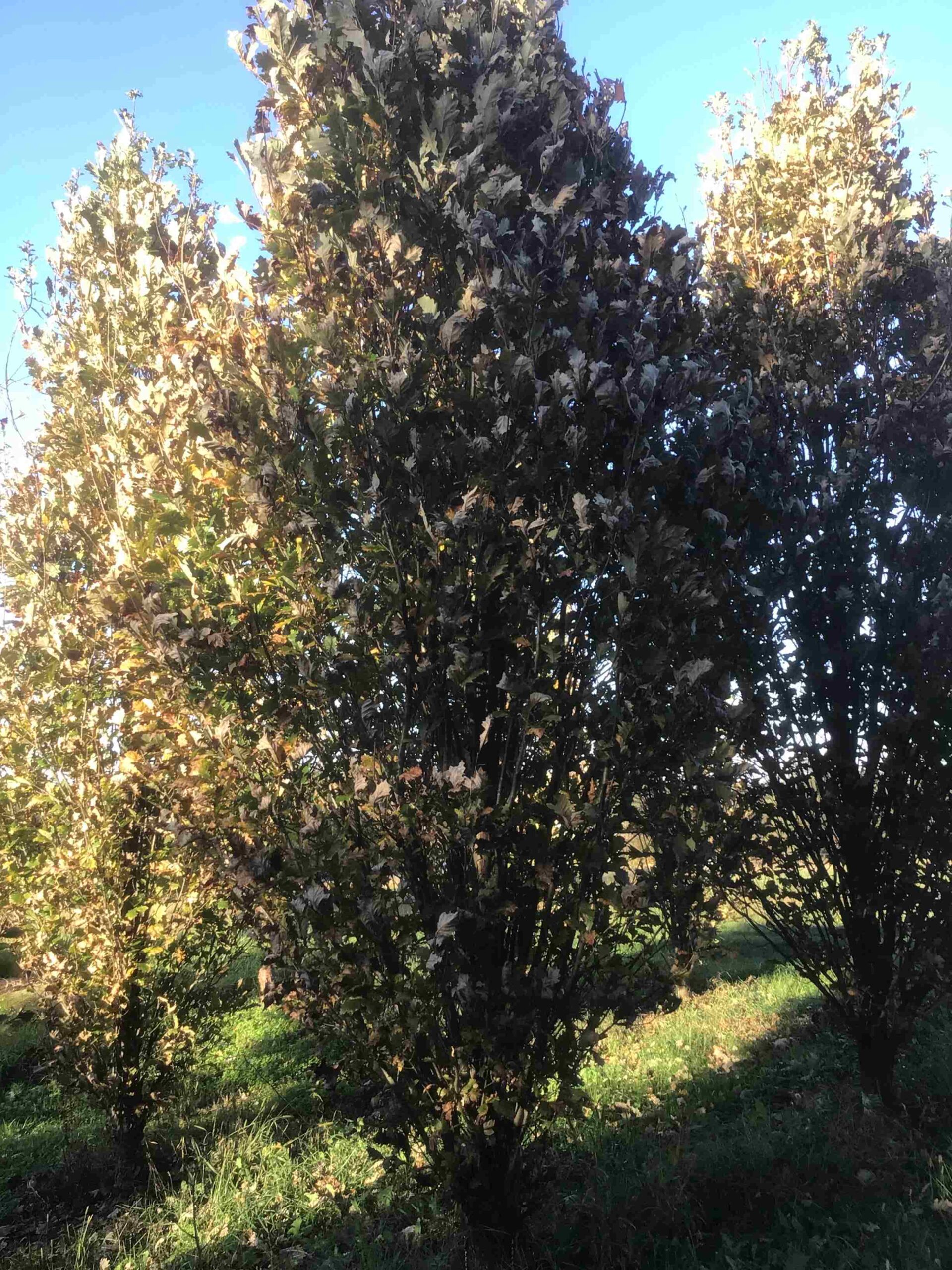 Quercus ‘Regal Prince’ – Hybrid Oak