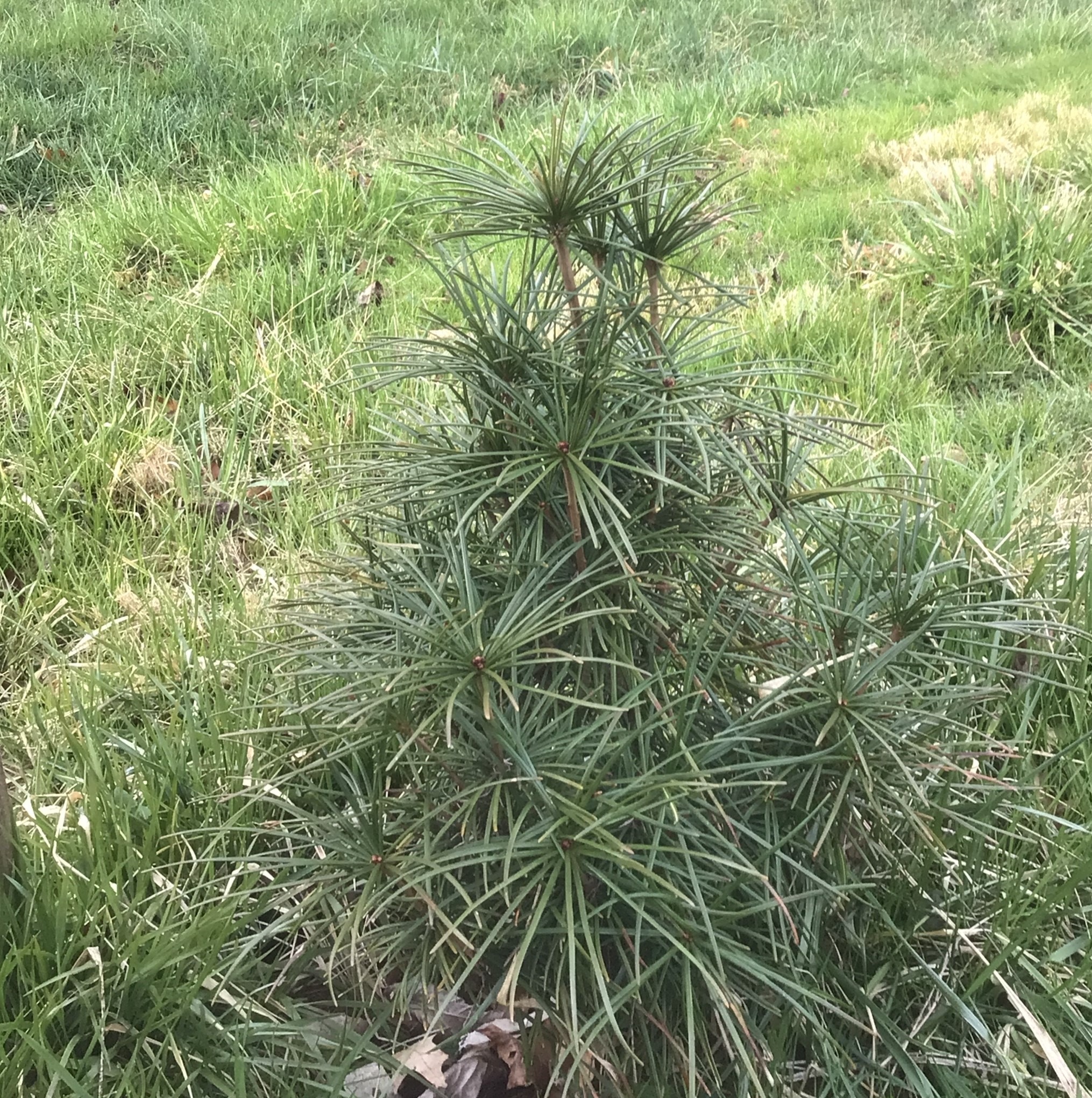 Sciadopitys verticillata – Umbrella Pine