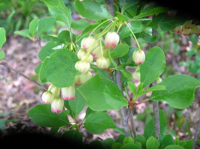 Enkianthus Campanulatus