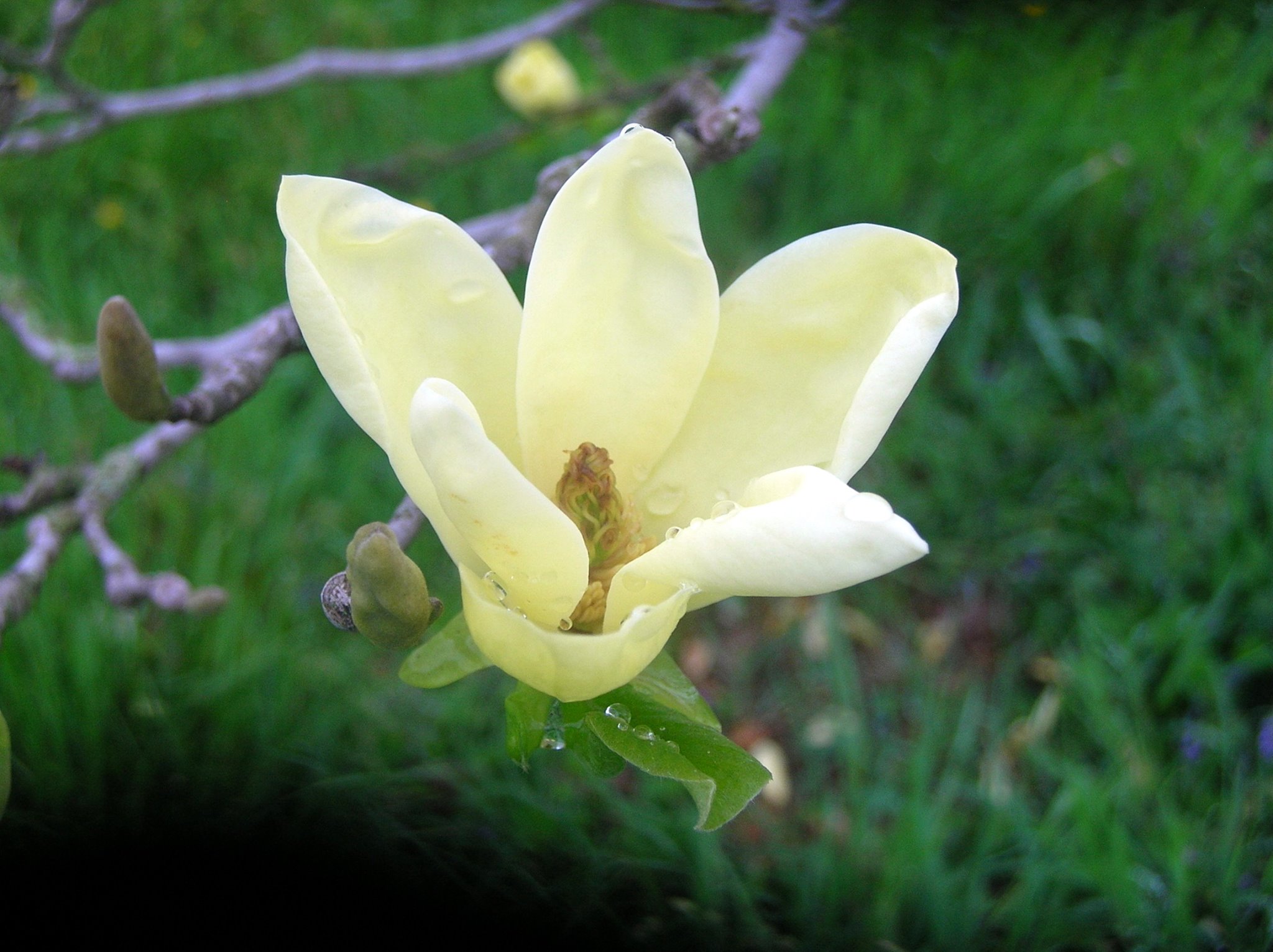 Magnolia