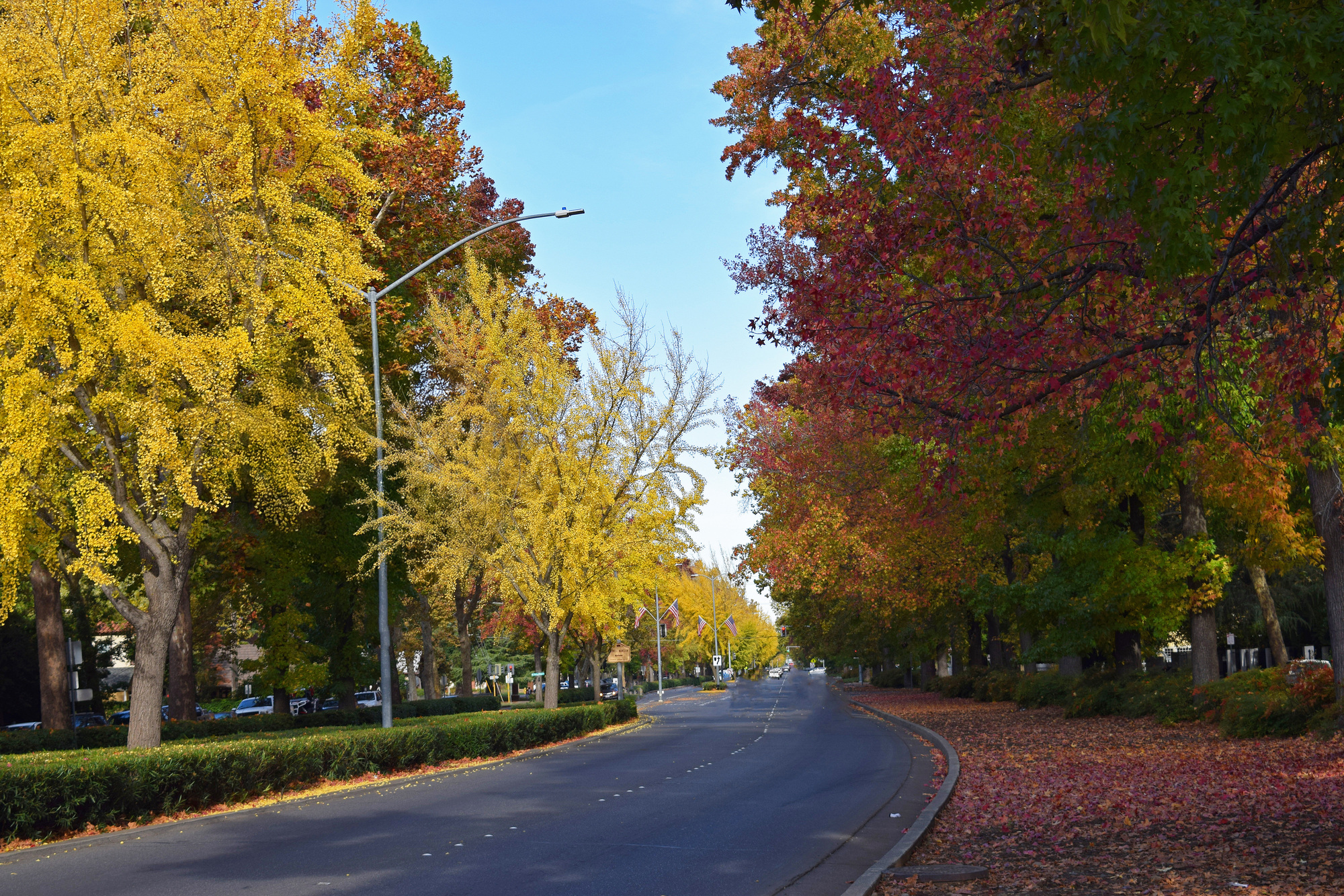 A tree displaying vibrant yellow leaves against a clear blue sky.