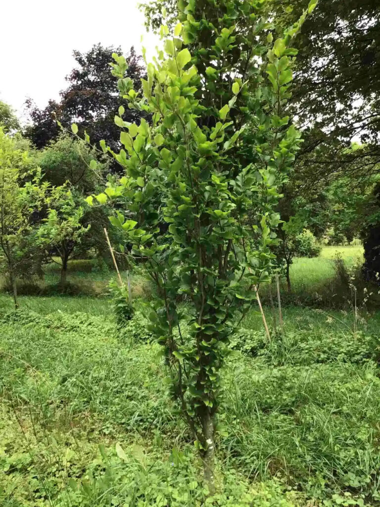 Fagus Sylvatica 'Dawyck Gold'