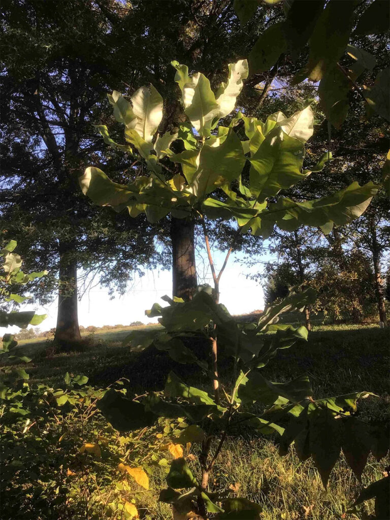 Magnolia Microphylla – Ashei Magnolia
