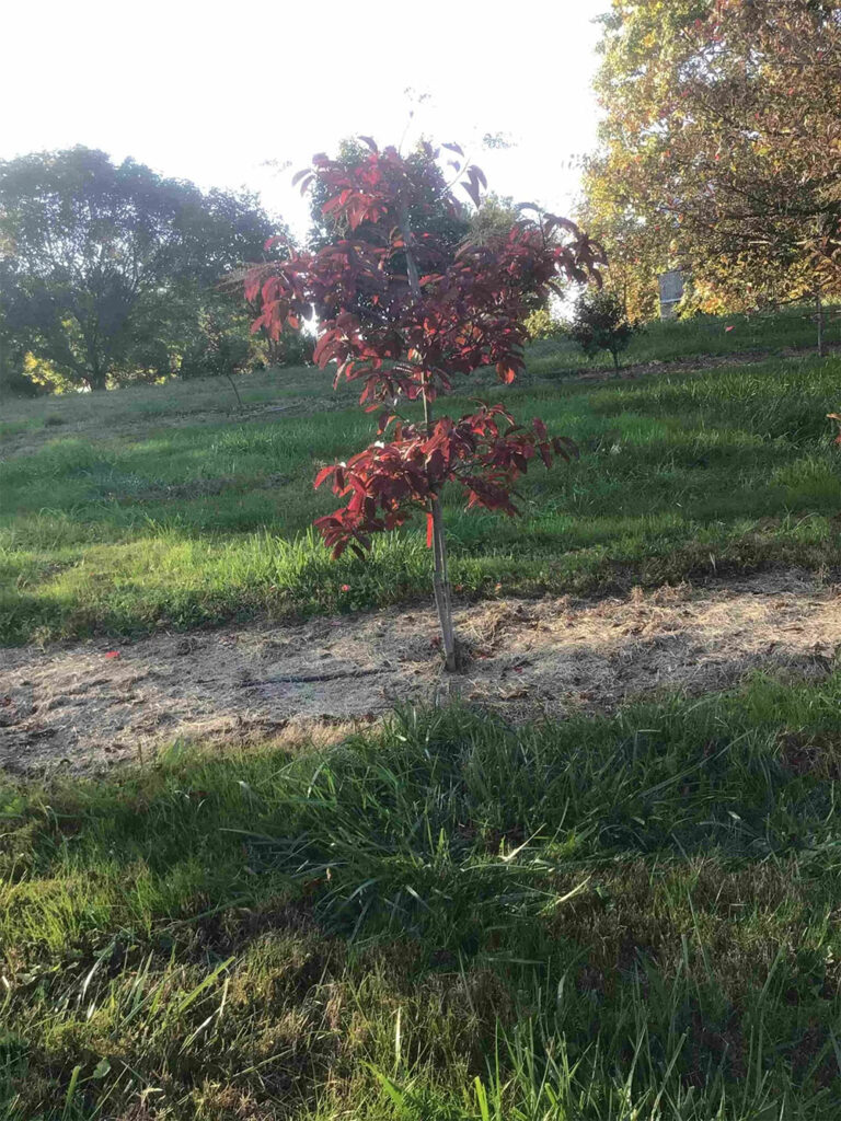 Oxydendron Arboreum – Sourwood