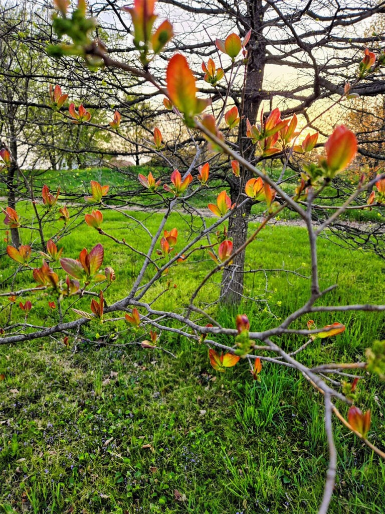 Nyssa sylvatica ‘Wild Fire’ – Black Gum