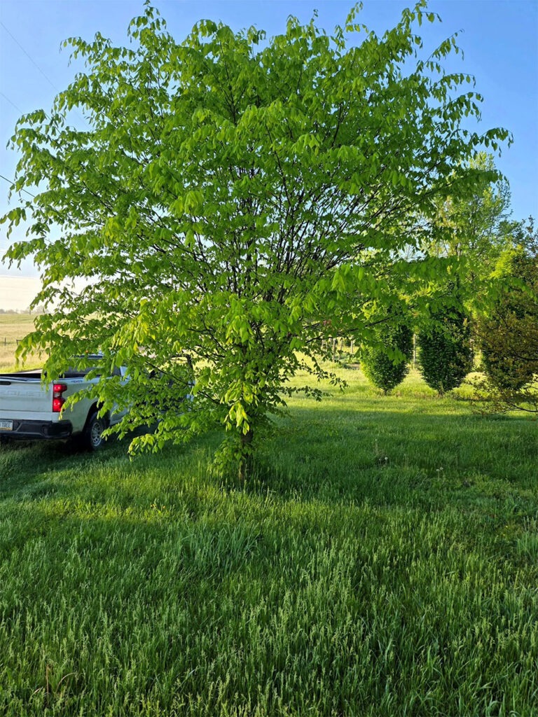 Fagus Grandifolia – American Beech